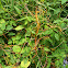Dodder (parasitic plant)