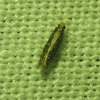 Unknown Microcaddisfly