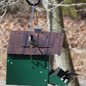 Carolina Chickadee