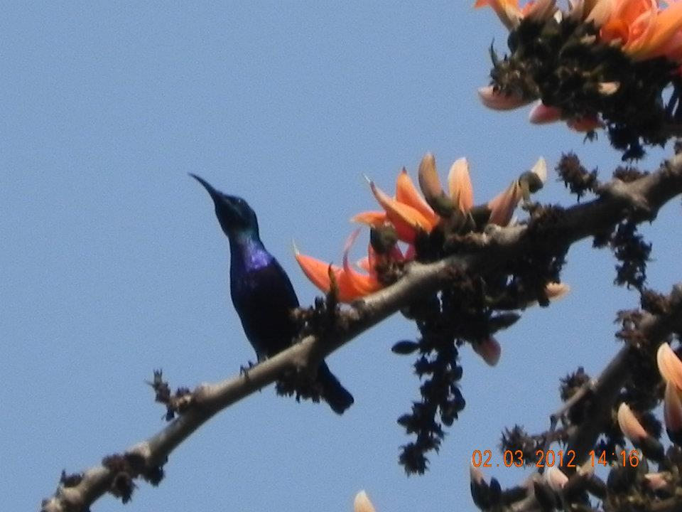 purple sunbird