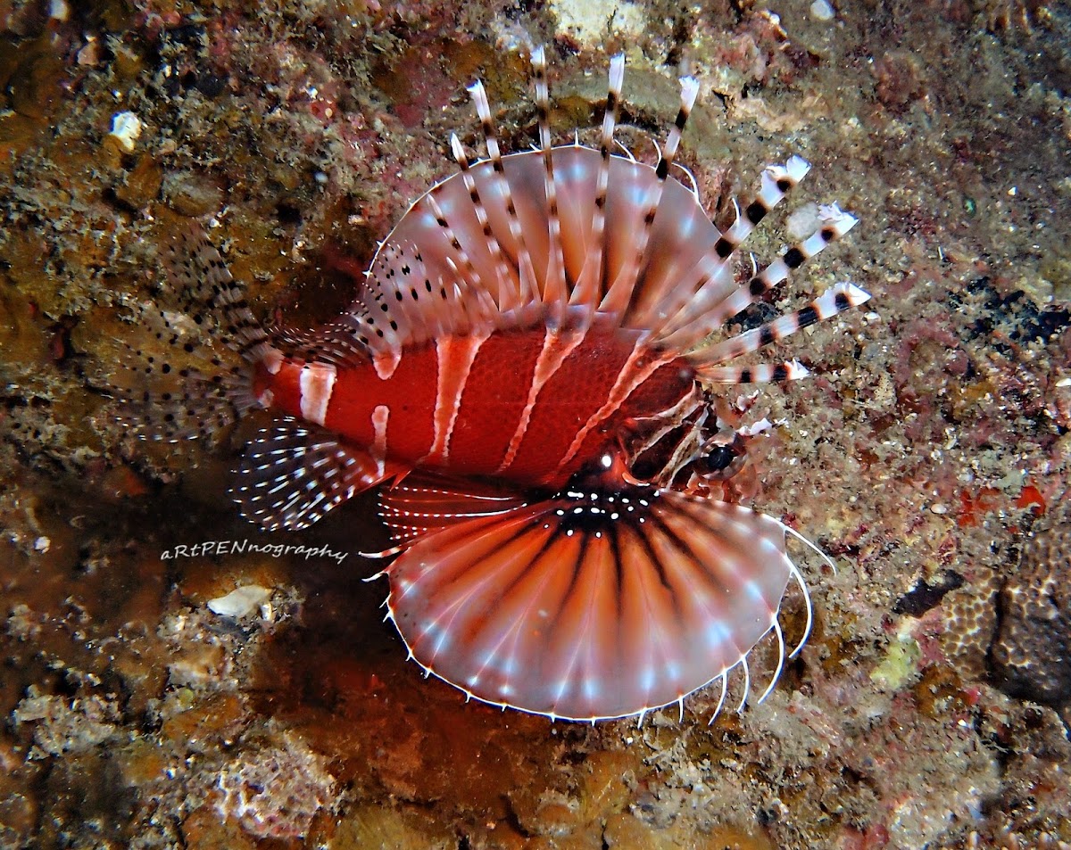 Lion Fish