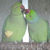 Rose-ringed Parakeet, Halsbandsittich