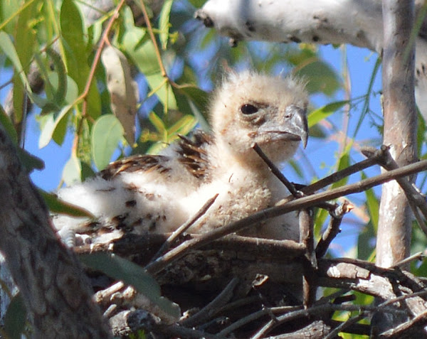 Whistling Kite (Chick) | Project Noah
