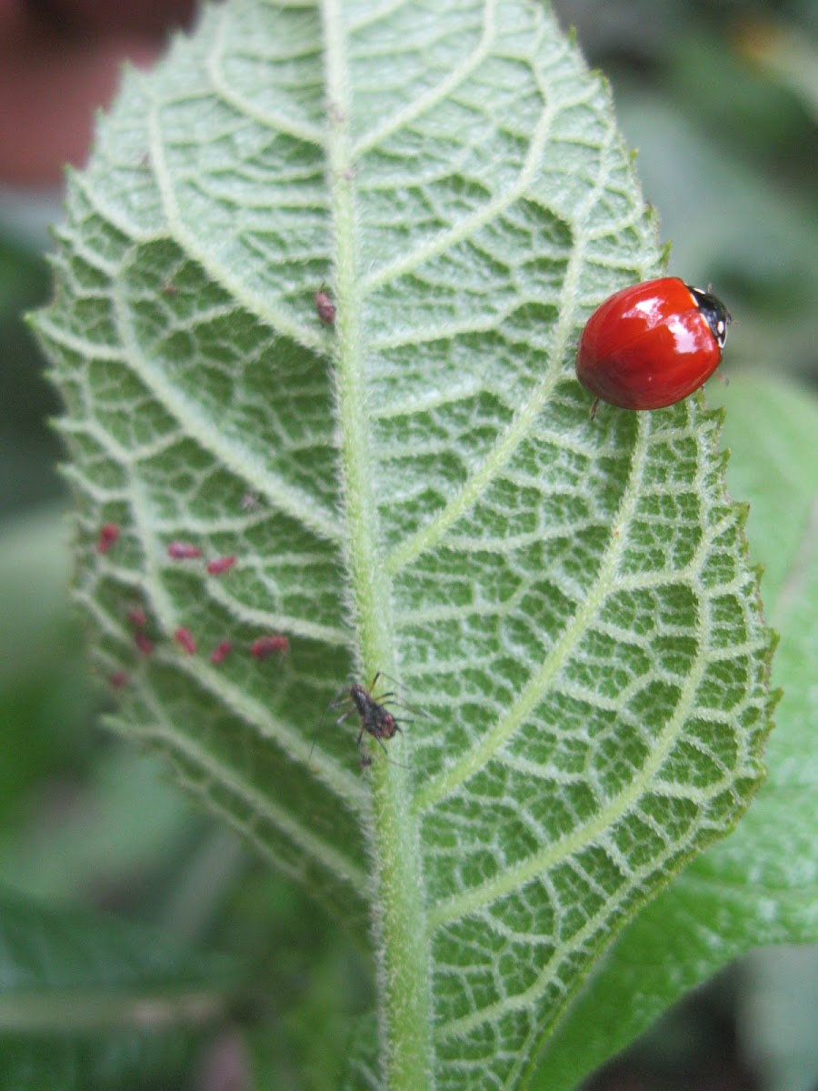 Spotless Ladybug