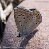 'Blue' Butterfly