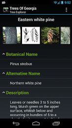 Trees of Georgia poster 2