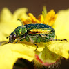 Green Scarab Beetle