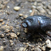 uncertain beetle