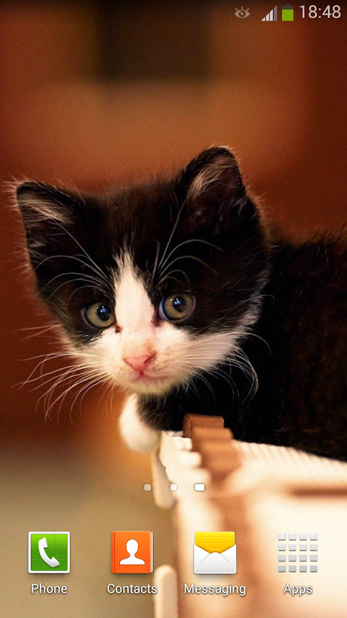  Cute  Cats  Live  Wallpaper  Android Apps on Google Play