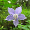 American Bellflower