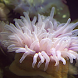 Pink Sea Anemone Water Ripples