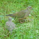 Mourning Dove