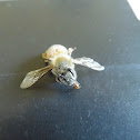 new zealand honey bee (dead)