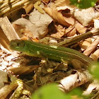 Western Green Lizard