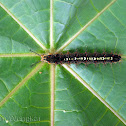 Angled Castor Caterpillar
