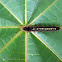 Angled Castor Caterpillar