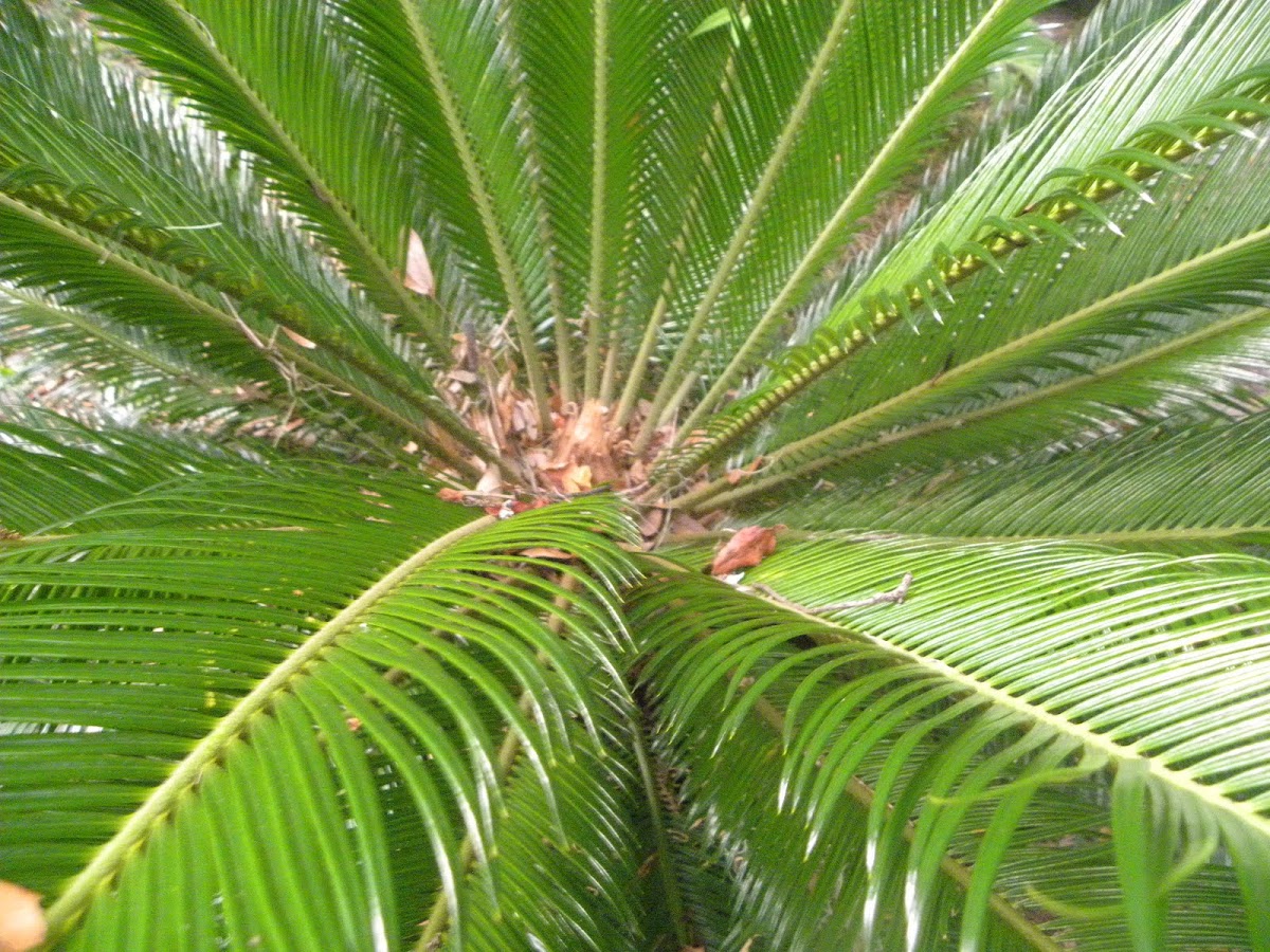 King Sago Palm