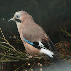 Eurasian Jay