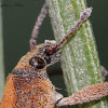 Eucalyptus Snout Beetle