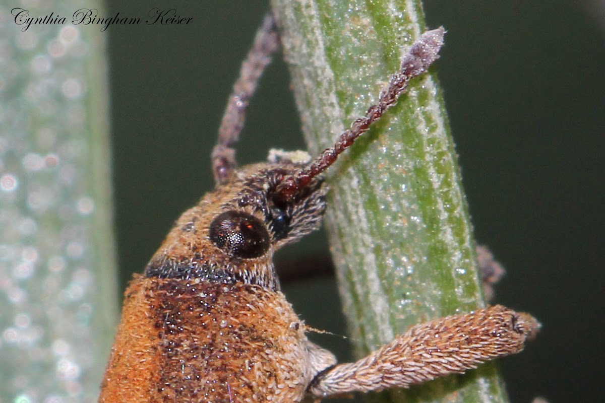 Eucalyptus Snout Beetle