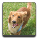 Dog’s Age logo