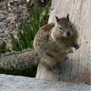 California Ground squirrel