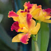 Orquídea híbrida