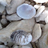 Freshwater clam shells
