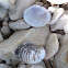 Freshwater clam shells