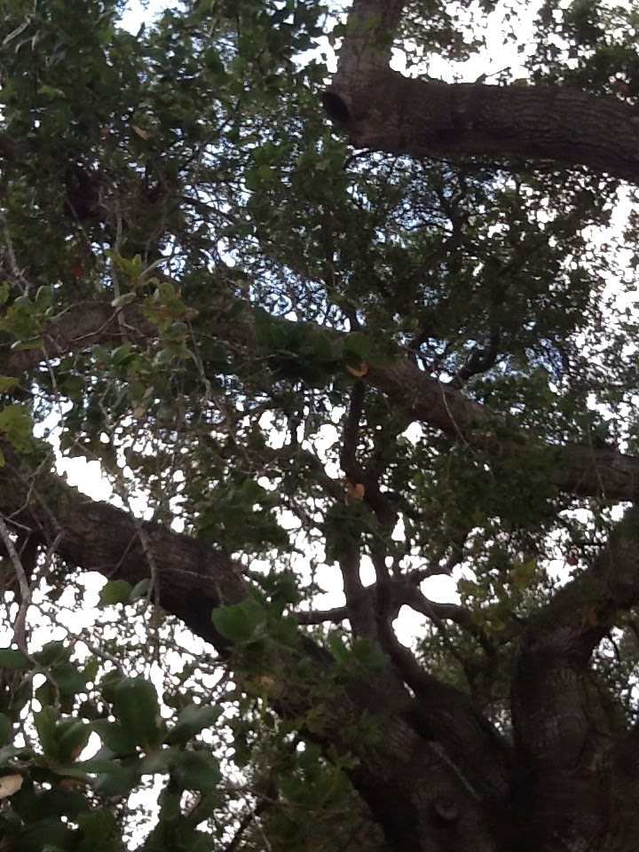 Love oak