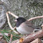 Dark-Eyed Junco