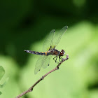 Golden-ringed Dragonfly