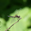 Golden-ringed Dragonfly