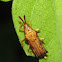Hispinae Beetle