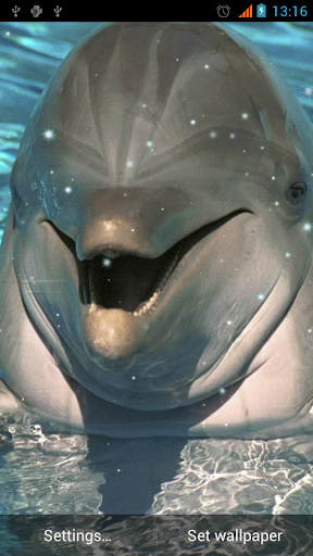 Dolphin Live Wallpaper