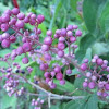Miconia fruits