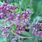 Miconia fruits