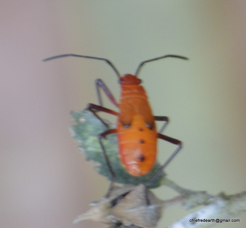 cotton stainers nymph