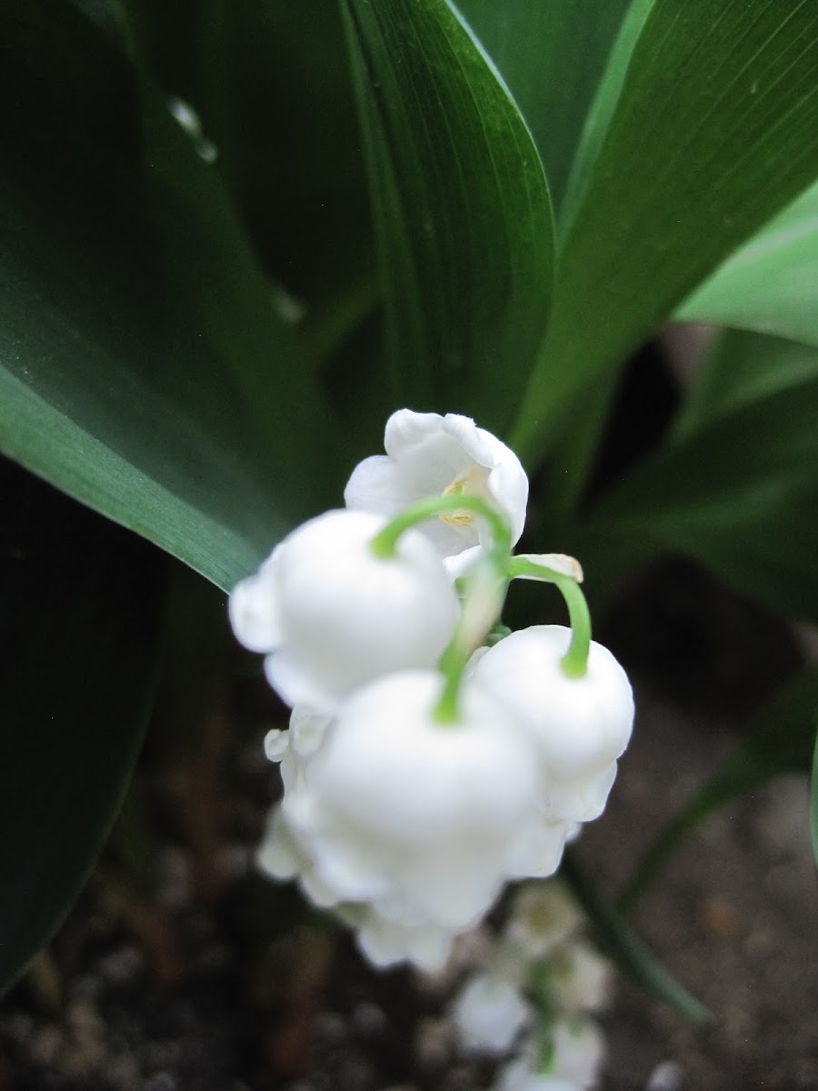 Lily of the vally forest