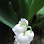 Lily of the vally forest
