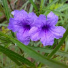 Purple Flower ( Unknown )