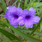Purple Flower ( Unknown )