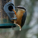 Nuthatch