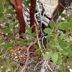 Manzanita