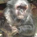 Stump-Tailed Macaque