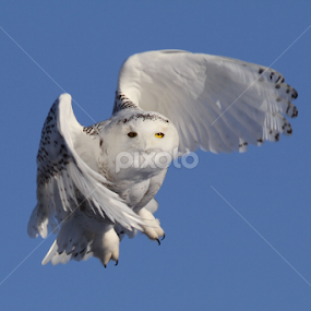 Snowy Owl Flight by Robert Huebner - Animals Birds