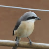 Grey-backed shrike