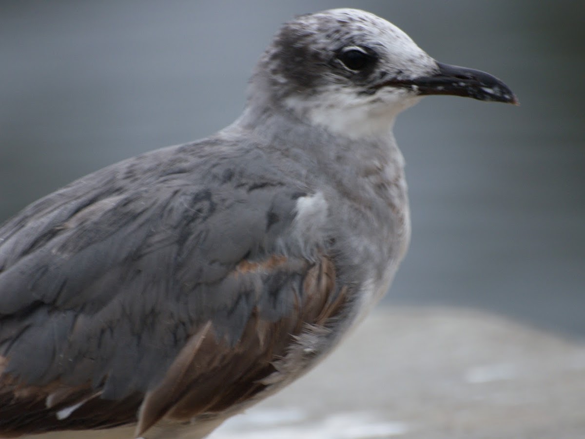 Laughing Gull