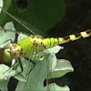 Eastern Pondhawk