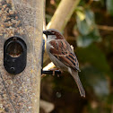 HOUSE SPARROW